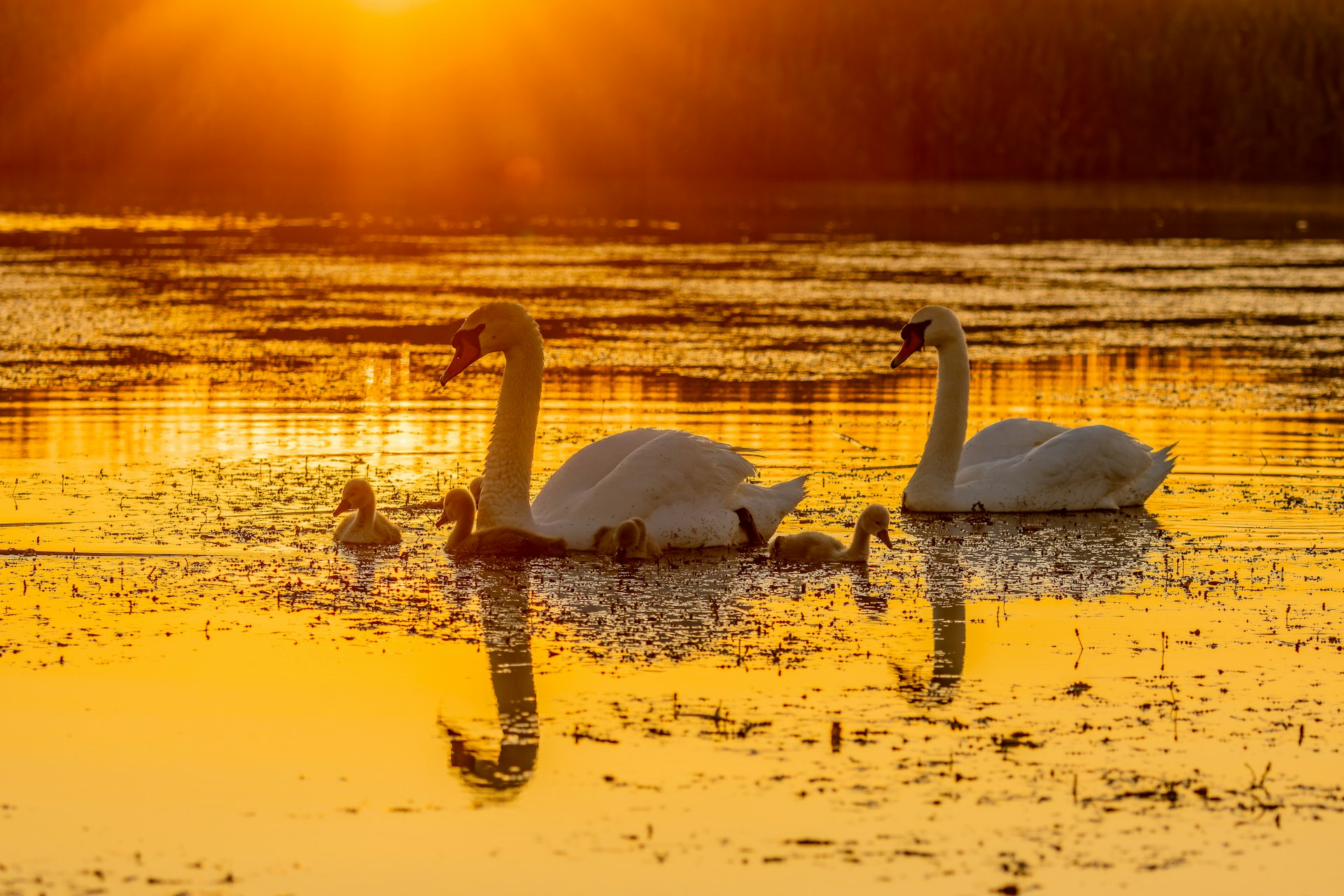 a group of swans swimming on top of a lake